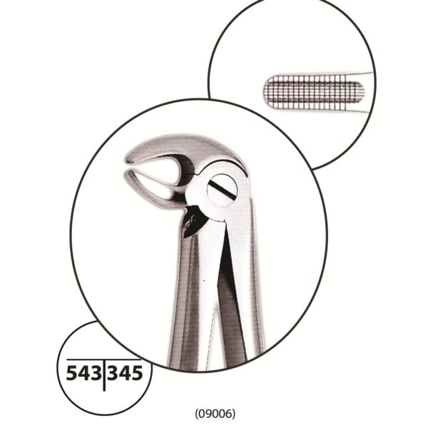 Lower Premolar Forceps #13